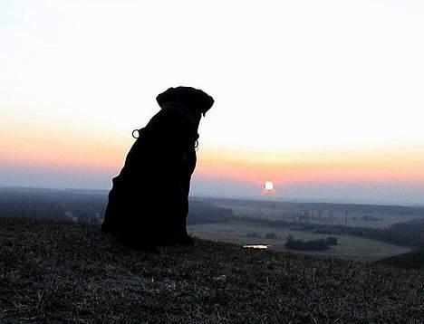 Labrador retriever Lau billede 8