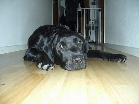 Labrador retriever Lau - Et stk. flad hund billede 9