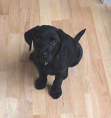 Labrador retriever Lau - Kun 2mdr. gammel billede 10