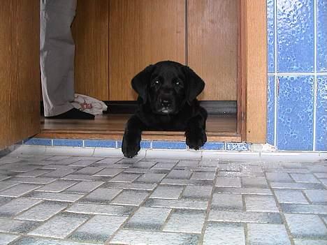 Labrador retriever Lau - Hvorfor må jeg ik´ komme med derud? billede 11