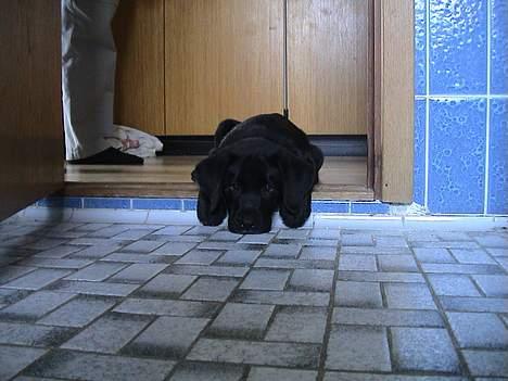 Labrador retriever Lau - Det er bare tarveligt! billede 12