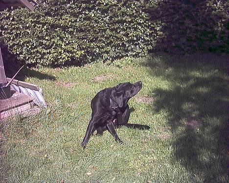 Labrador retriever Buddy - det klør lidt =) billede 19