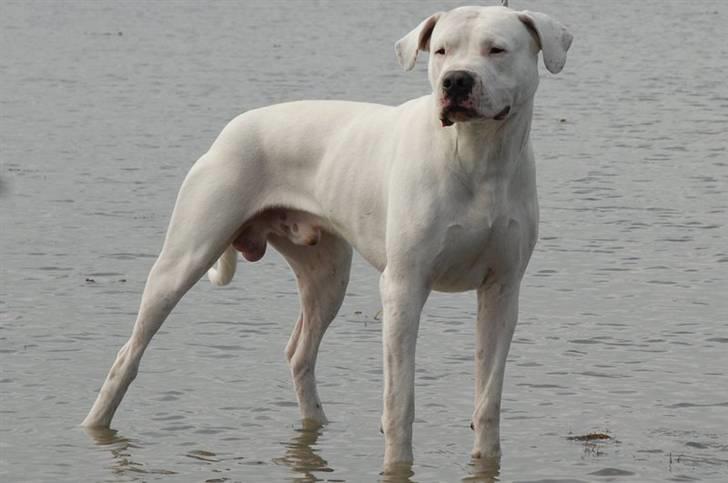 Dogo argentino cano - billedet taget af min mor hanne larsen billede 7