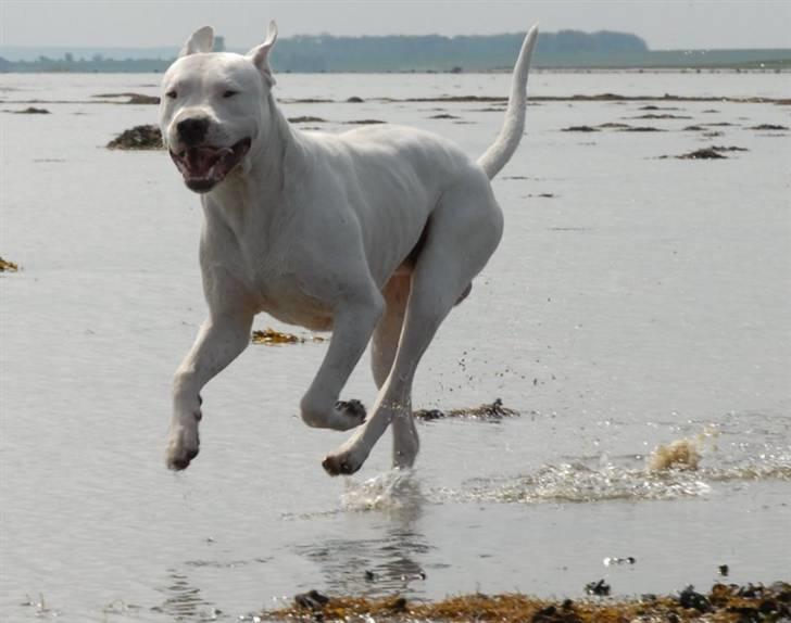 Dogo argentino cano - billedet taget af min mor hanne larsen billede 8