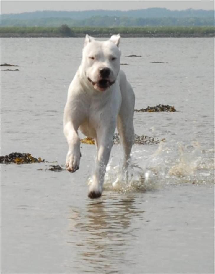 Dogo argentino cano - billedet taget af min mor hanne larsen billede 9