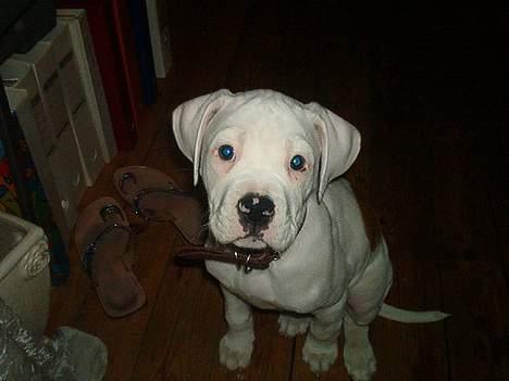 Amerikansk bulldog bas fået nyt hjem.snøft. billede 18
