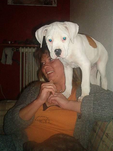 Amerikansk bulldog bas fået nyt hjem.snøft. billede 19