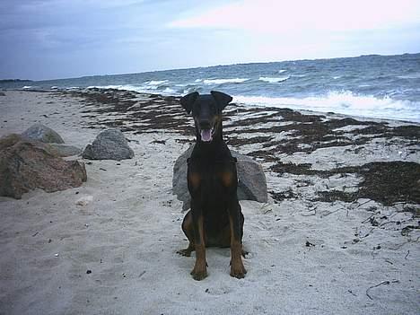 Dobermann Celine (Cille) billede 17