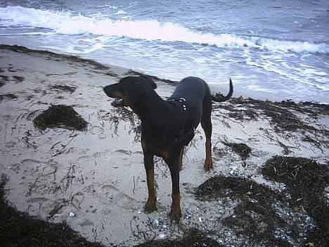 Dobermann Celine (Cille) billede 18