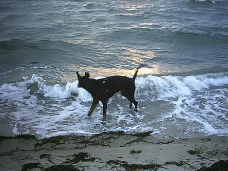Dobermann Celine (Cille) billede 19