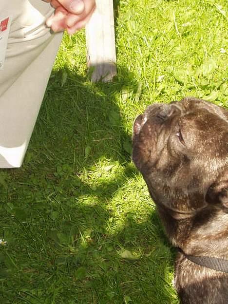 Fransk bulldog Miro AKA Bassefugl billede 8