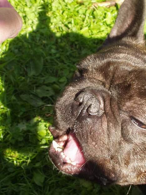 Fransk bulldog Miro AKA Bassefugl billede 9