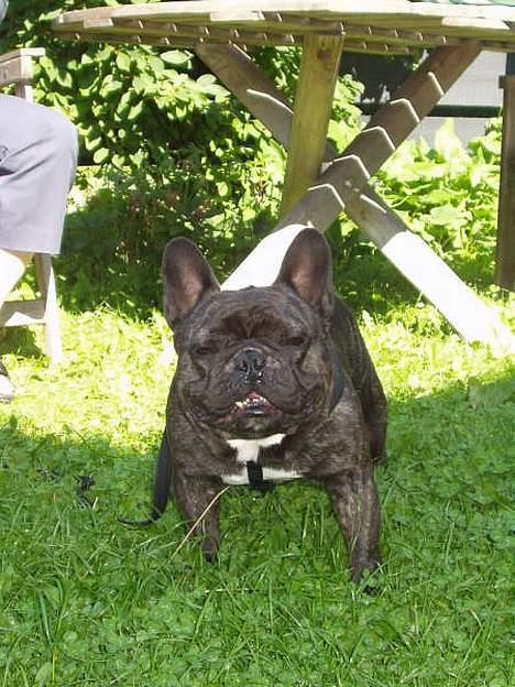 Fransk bulldog Miro AKA Bassefugl billede 10