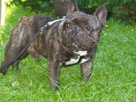 Fransk bulldog Miro AKA Bassefugl billede 11