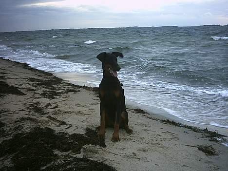 Dobermann Celine (Cille) billede 20