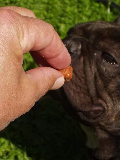 Fransk bulldog Miro AKA Bassefugl billede 12