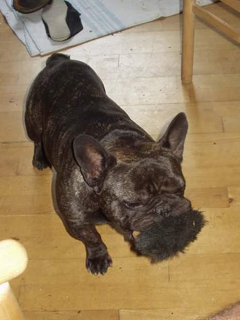 Fransk bulldog Miro AKA Bassefugl - Basse og Polle billede 13