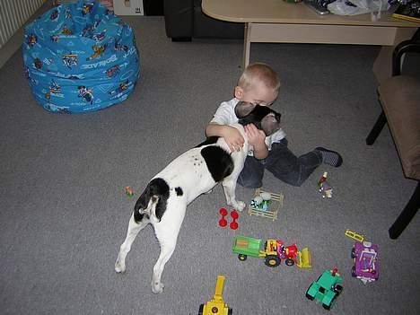 Dansk svensk gaardhund Simba 15/10 - Dejligt at min storebror vil kysse og kramme mig. billede 12