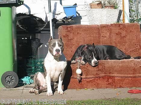 Amerikansk staffordshire terrier Gang-staff FunFun (R.I.P) - Venner billede 11
