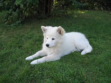 Finsk lapphund Luna - Smukke Luna :-) billede 1