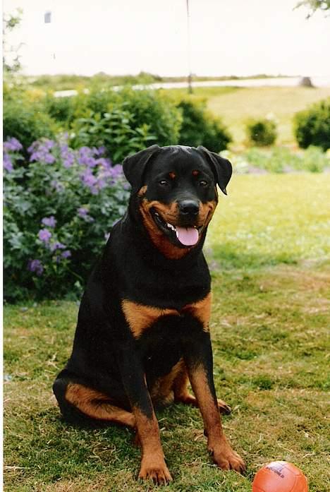 Rottweiler Ducas Sika - sika sider lidt sjovt.. ( også da hun var ung.. billede 2