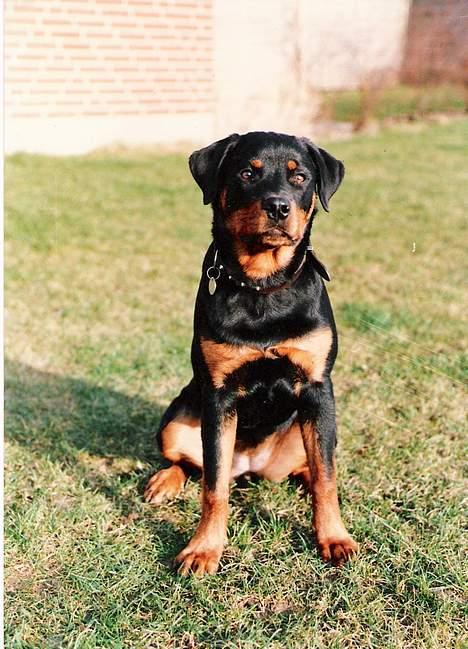 Rottweiler Ducas Sika - søde lille bitte sika.. billede 3