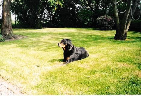 Rottweiler Ducas Sika - det er vist det sidste billede vi fik taget af dejlige sika.. billede 4