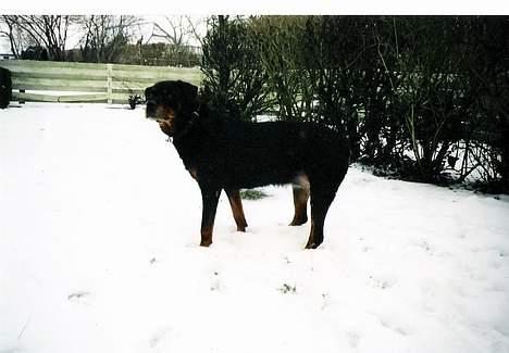 Rottweiler Ducas Sika - sika i sneen.. billede 5