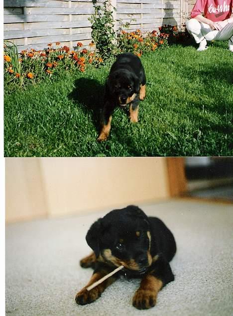 Rottweiler Ducas Sika - sika som hvalp.. billede 6