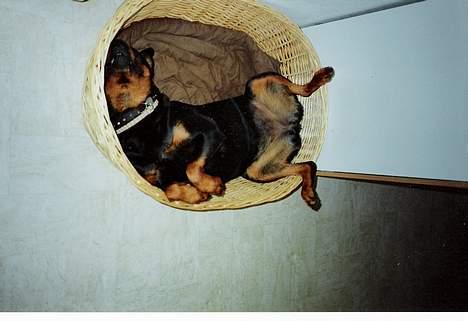 Rottweiler Ducas Sika - sika blev vist lidt legesyg.. hehe.. billede 7