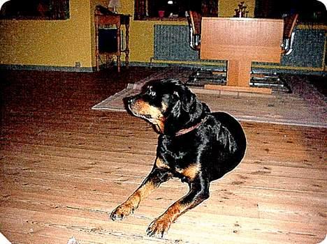 Rottweiler Ducas Sika - sika inde i stuen.. undskyld kvaliteten.. billede 8
