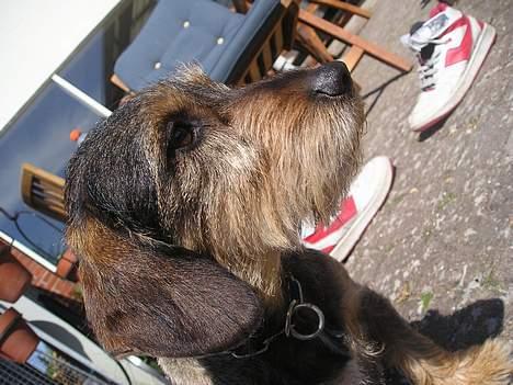 Gravhund Vaks billede 8