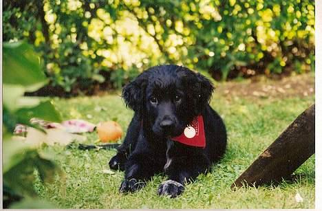 Blanding af racer Smutter - her ligger jeg hvor jeg er hvalp hvor er jeg søøøøød!!!! billede 11