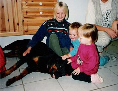 Rottweiler Ducas Sika - sika og hele familen.. billede 10