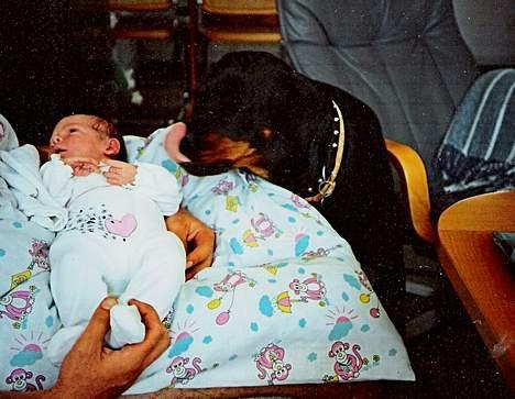 Rottweiler Ducas Sika - sika slikker sig rundt om munden og tænker sikke en lækker lille en der ligger der.. billede 11