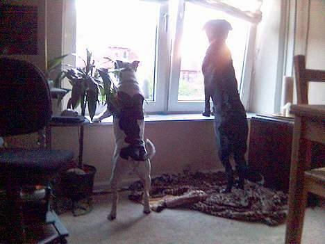 Staffordshire bull terrier TAICO PIRÉZ billede 5