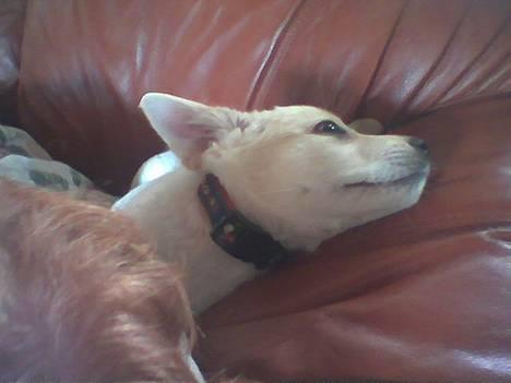 Blanding af racer MY billede 9