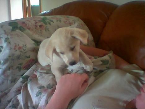 Blanding af racer MY billede 10