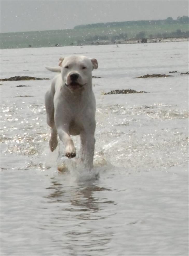 Dogo argentino cano - billedet taget af min mor hanne larsen billede 10