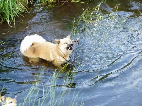 Islandsk fårehund Bliki - Svømmetimerne gav pote billede 7