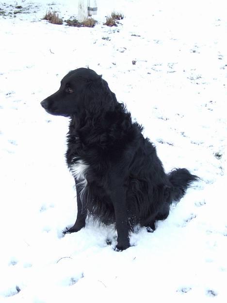 Blanding af racer Zeus  - 27/12 billede 3