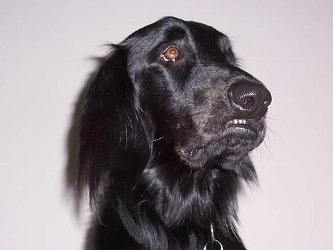 Flat coated retriever Baloo - Øhhhhhhhhhh...Det var ikke mig:-) billede 17