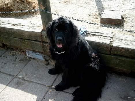 Newfoundlænder BASILLE (RIP) billede 1