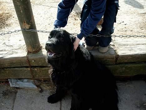 Newfoundlænder BASILLE (RIP) billede 2