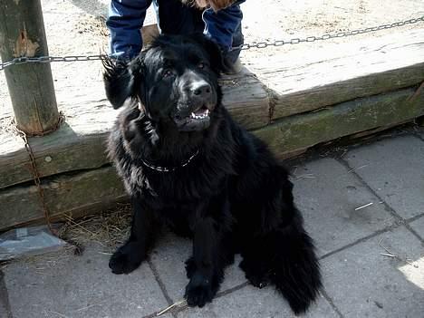 Newfoundlænder BASILLE (RIP) billede 3