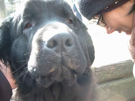 Newfoundlænder BASILLE (RIP) billede 4