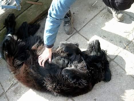 Newfoundlænder BASILLE (RIP) billede 5