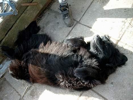 Newfoundlænder BASILLE (RIP) billede 6