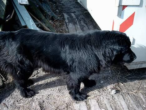 Newfoundlænder BASILLE (RIP) billede 7