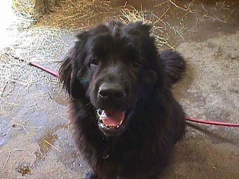 Newfoundlænder BASILLE (RIP) billede 8